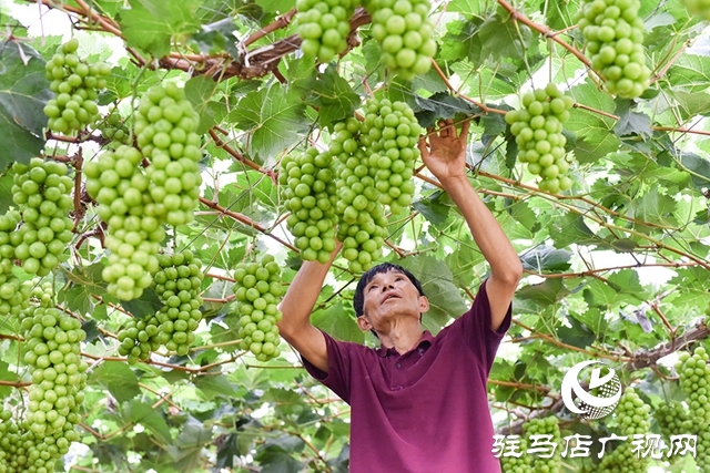 泌陽(yáng)縣春水鎮(zhèn)：葡萄迎豐收 村民致富忙
