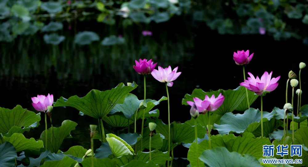聽(tīng)風(fēng)賞荷正當(dāng)時(shí) 盛夏荷塘美如畫