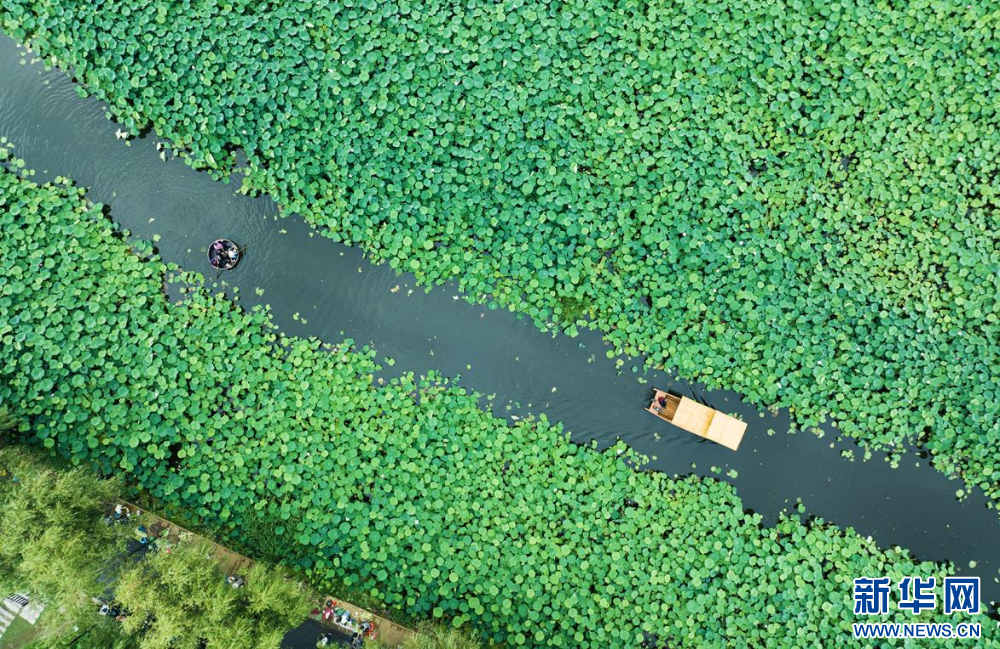聽(tīng)風(fēng)賞荷正當(dāng)時(shí) 盛夏荷塘美如畫