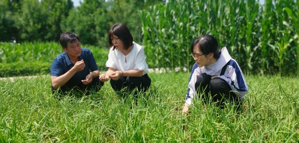 河北：開展災(zāi)后農(nóng)業(yè)生產(chǎn)恢復(fù)工作