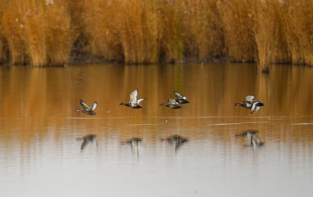 鏡觀中國丨建設(shè)美麗中國 護(hù)綠水青山“金飯碗”