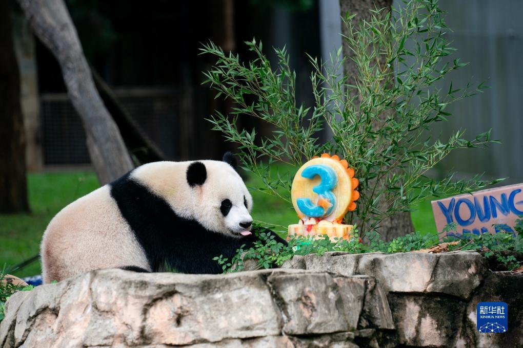 大熊貓幼崽“小奇跡”在美國迎來3歲生日