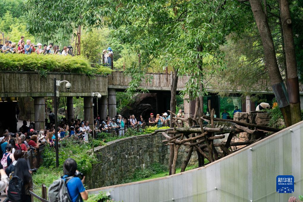 大熊貓幼崽“小奇跡”在美國迎來3歲生日