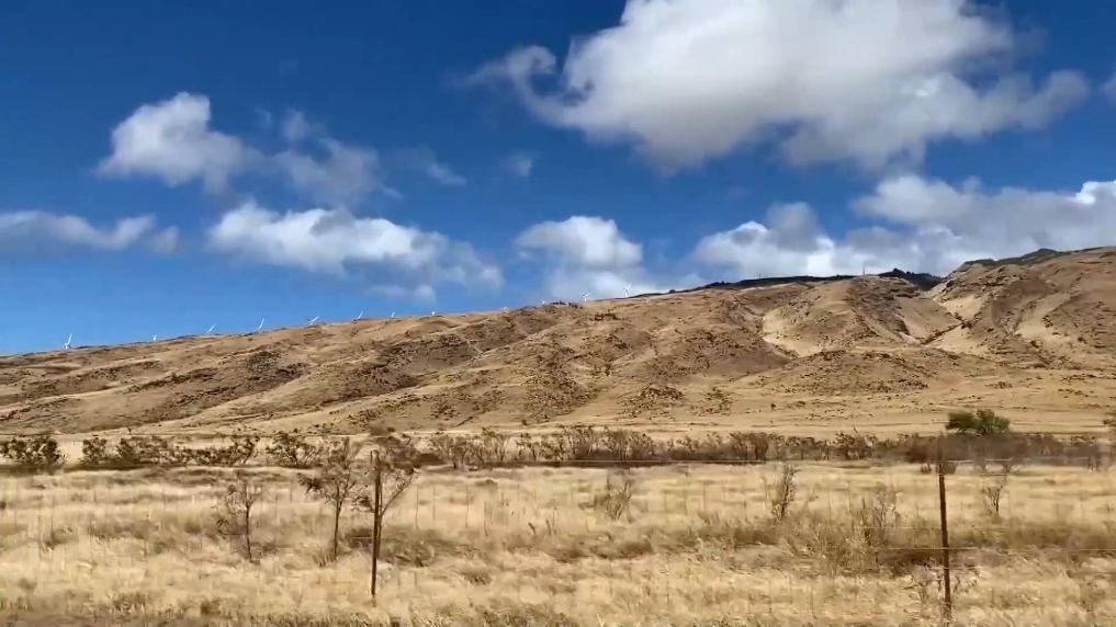 記者直擊：夏威夷野火是怎么釀成的？???????