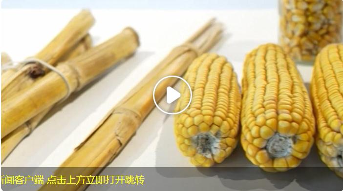 聯(lián)播新說 | 獨家揭秘：玉米秸稈做成的衣服長啥樣？