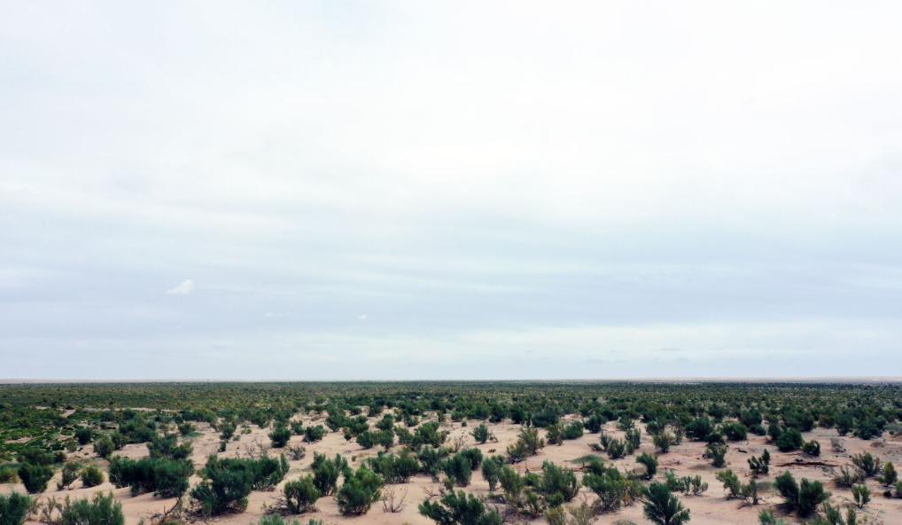 新時代新征程新偉業(yè)·習(xí)近平總書記關(guān)切事丨黃河之水天上來，奔流到此“青”幾許——黃河“幾字彎”生態(tài)治理一線故事