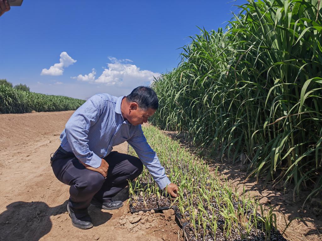新時代新征程新偉業(yè)·習(xí)近平總書記關(guān)切事丨黃河之水天上來，奔流到此“青”幾許——黃河“幾字彎”生態(tài)治理一線故事