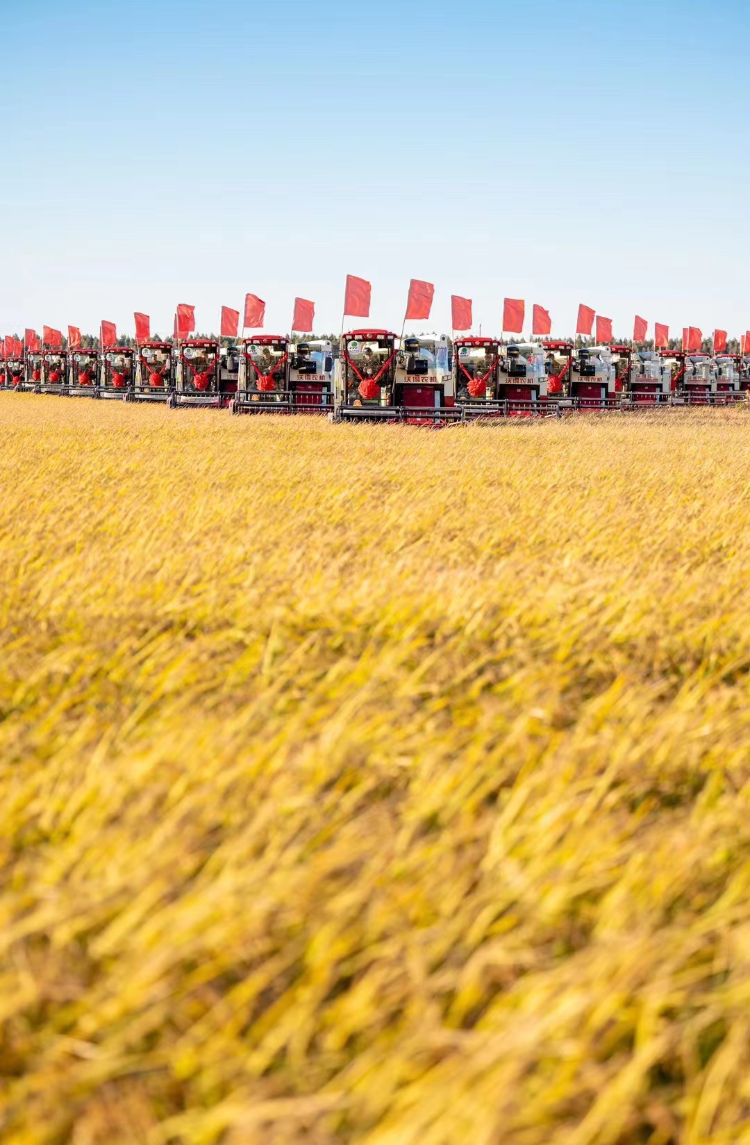 豐收之美|沿著總書記的足跡看龍江