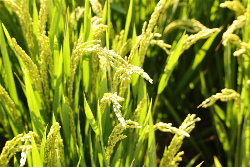 河南新鄉(xiāng)：中原農(nóng)業(yè)強(qiáng)勢(shì)崛起 鑄就中國“糧食長(zhǎng)城”