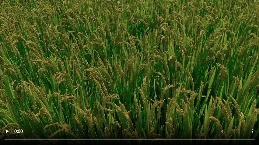 河南新鄉(xiāng)：中原農(nóng)業(yè)強(qiáng)勢(shì)崛起 鑄就中國“糧食長(zhǎng)城”