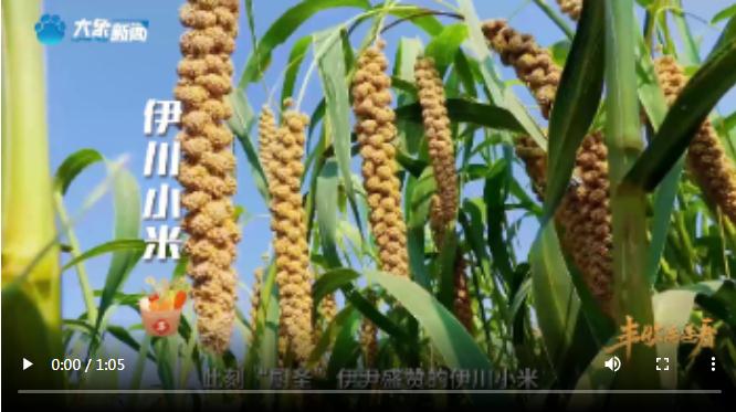 “國色天香”的河洛之地有多少美味？洛陽農(nóng)業(yè)農(nóng)村局局長帶你嘗美食賞美景！