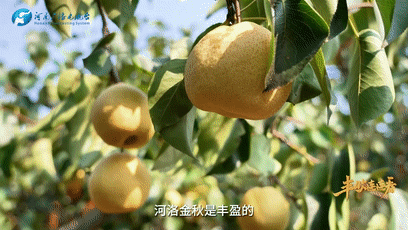 “國色天香”的河洛之地有多少美味？洛陽農(nóng)業(yè)農(nóng)村局局長帶你嘗美食賞美景！