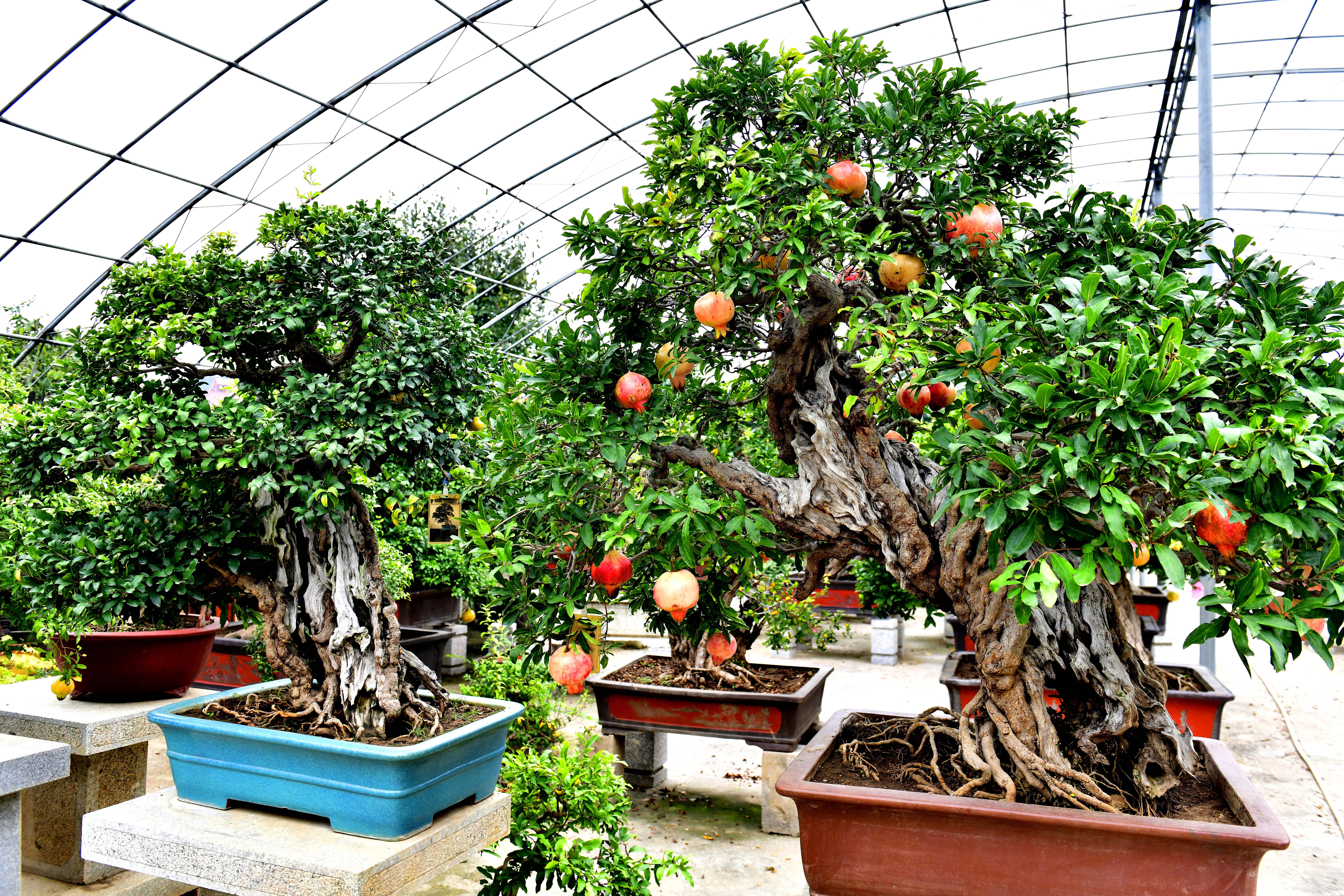 新聞多一點 | 棗莊的石榴