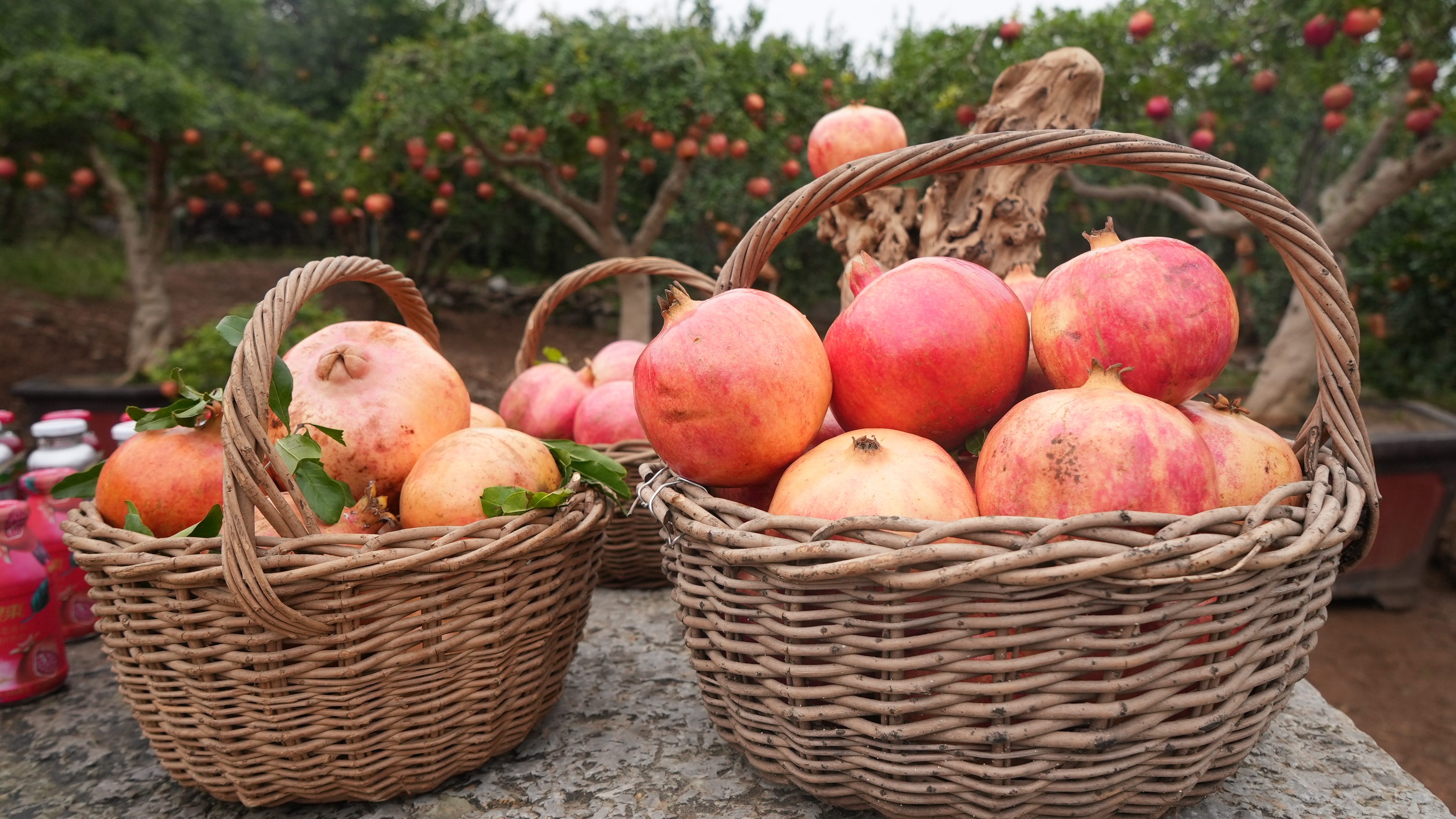新聞多一點 | 棗莊的石榴