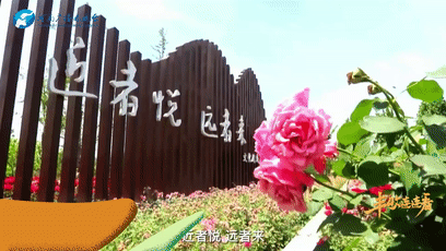 鷹城還盛產(chǎn)韭菜和肉鴿？平頂山農(nóng)業(yè)農(nóng)村局局長@你來富硒糧倉曬早秋！