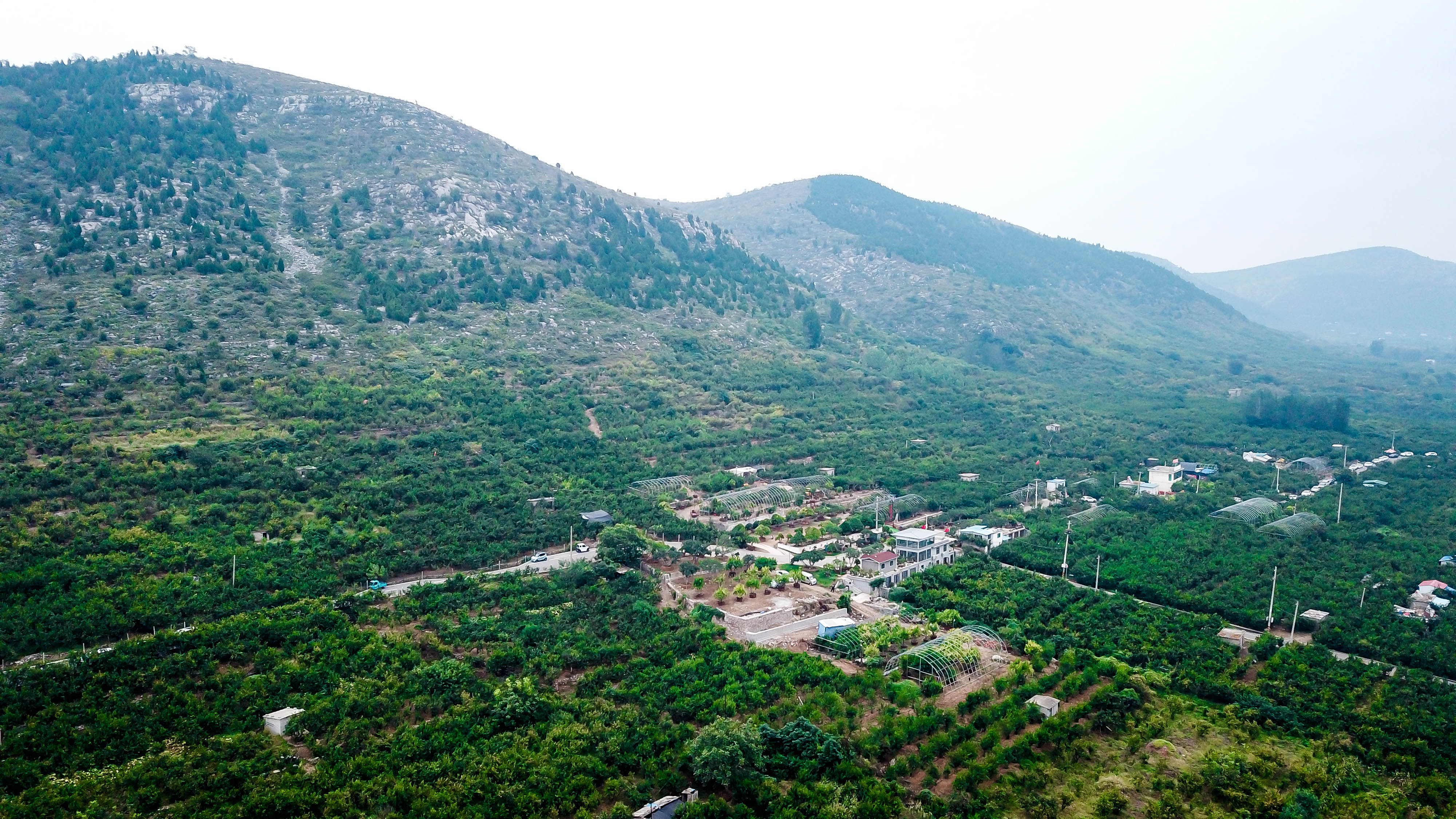 新聞多一點 | 棗莊的石榴