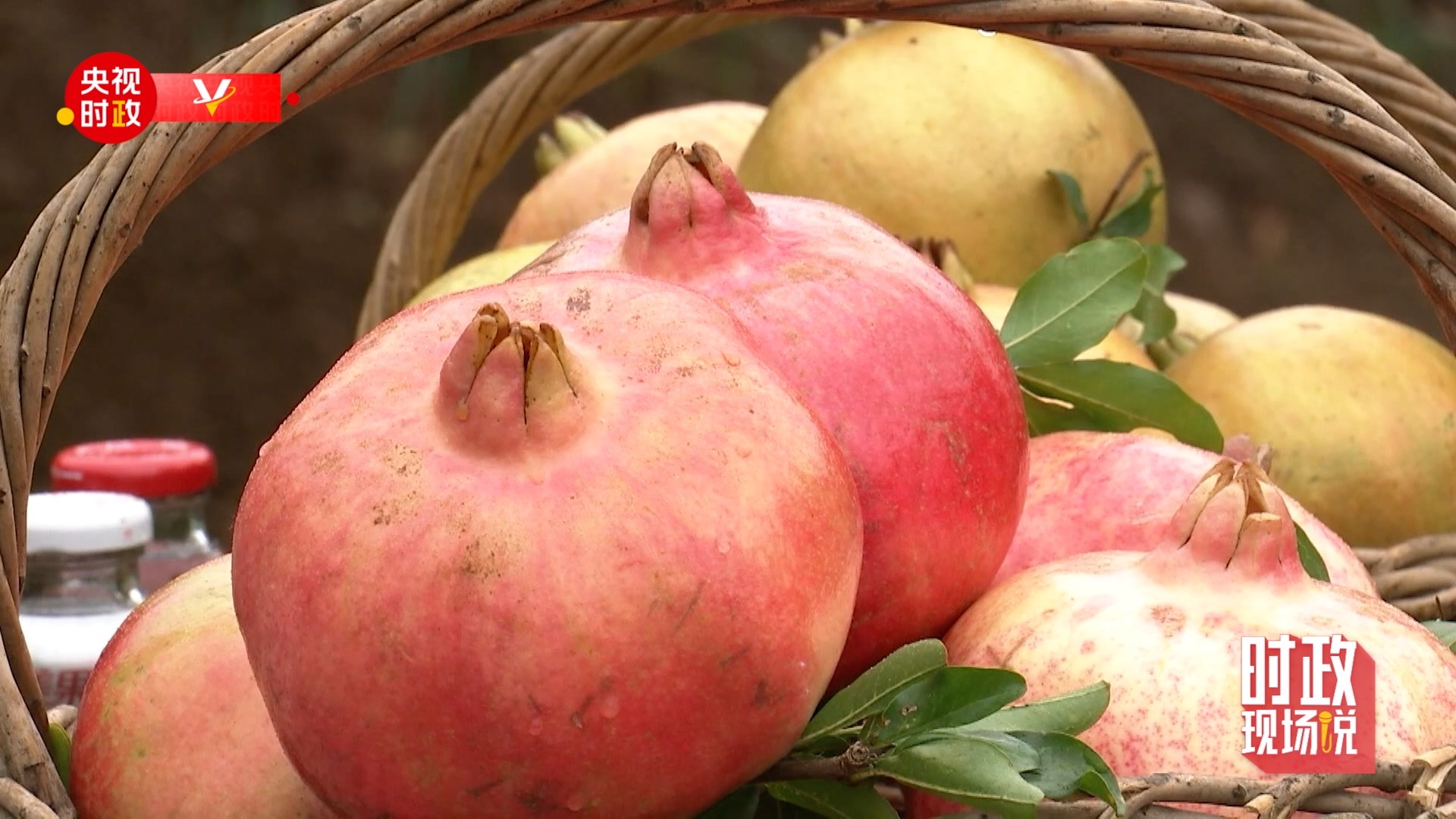 時政現(xiàn)場說丨山東棗莊:小石榴譜寫產(chǎn)業(yè)振興大文章