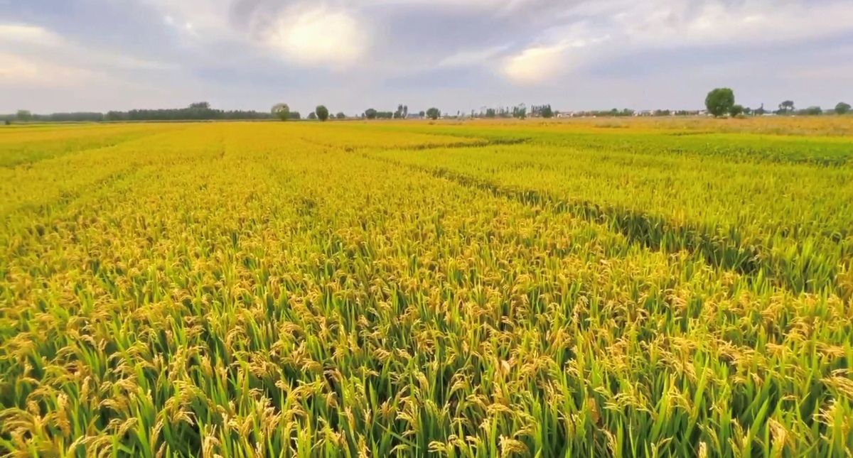 稻花香里說(shuō)豐年丨黃河岸邊稻花香 展開(kāi)美麗鄉(xiāng)村新畫(huà)卷