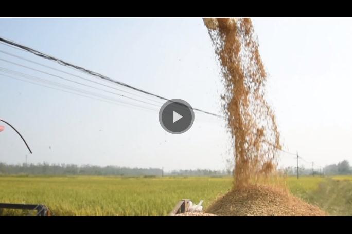 稻花香里說(shuō)豐年丨忙收割、忙接單……中原大地全面進(jìn)入“收秋時(shí)間”