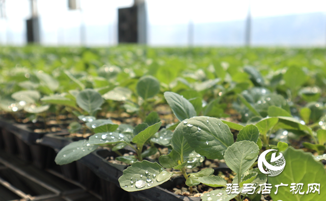 駐馬店市驛城區(qū)水屯鎮(zhèn)：智能化科學培育 育出產(chǎn)業(yè)振興“致富苗”