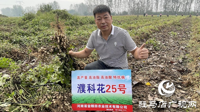 驛城區(qū)百余畝高油酸花生結(jié)出致富“金豆豆”