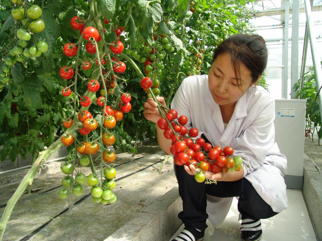 豐收季，來看這個(gè)國家農(nóng)業(yè)科技園區(qū)的“黑科技”