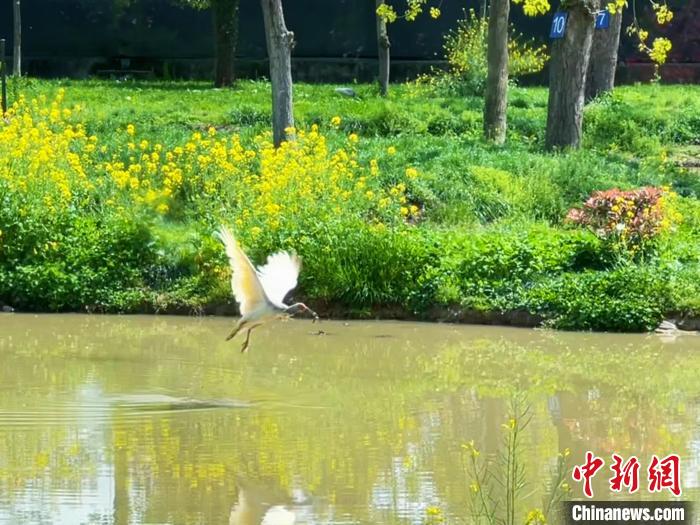 秦巴腹地的“綠色密碼”：因地制宜 釋放綠色動(dòng)能