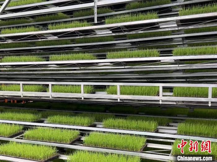 秦巴腹地的“綠色密碼”：因地制宜 釋放綠色動(dòng)能