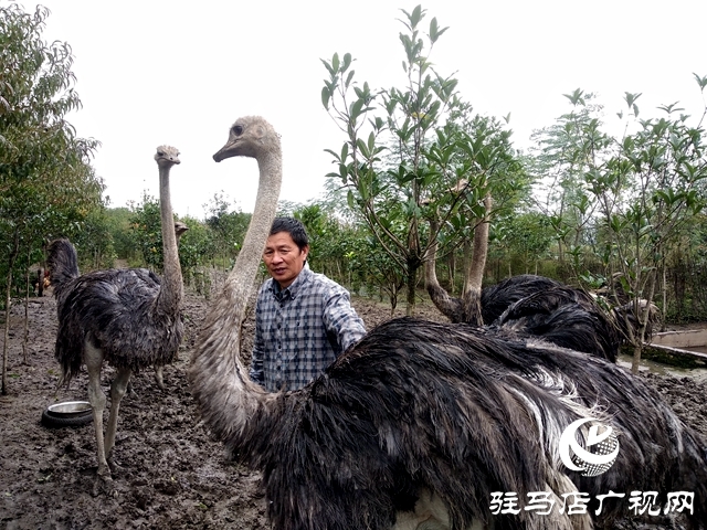 正陽縣：家庭農場解鎖鄉(xiāng)村致富“密碼”