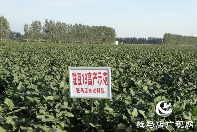 駐豆19田間測(cè)產(chǎn)迎豐收