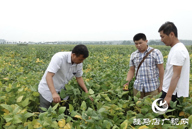 駐豆19田間測(cè)產(chǎn)迎豐收