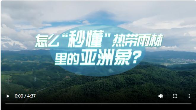 中國式現(xiàn)代化·青年的回答丨怎么“秒懂”熱帶雨林里的亞洲象？