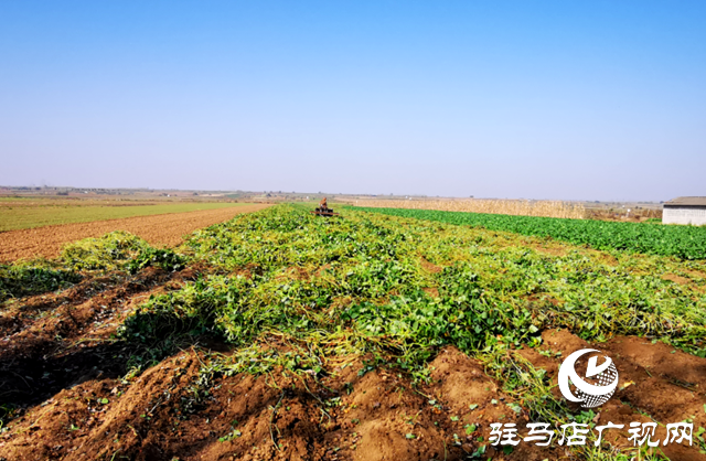 泌陽(yáng)縣郭集鎮(zhèn)：萬畝紅薯喜獲豐收