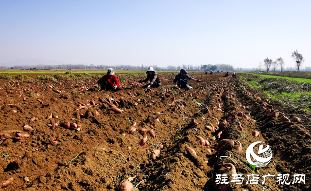 泌陽(yáng)縣郭集鎮(zhèn)：萬畝紅薯喜獲豐收