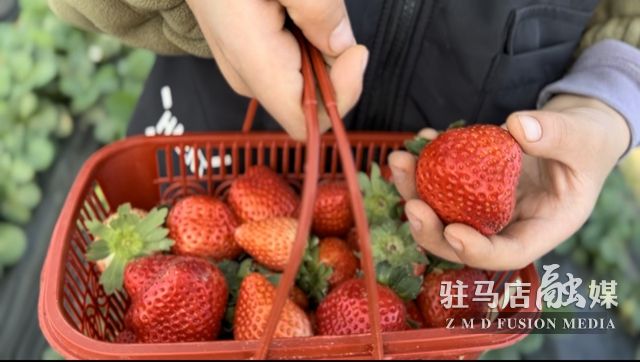 吃貨看過來！每斤35元！駐馬店這一水果新鮮上市......