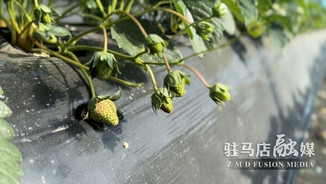 吃貨看過來！每斤35元！駐馬店這一水果新鮮上市......