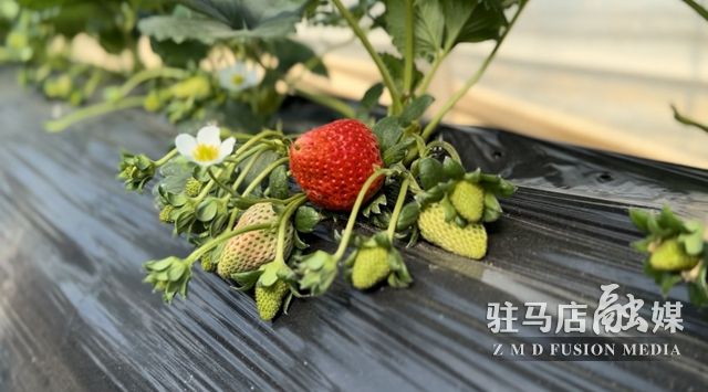 吃貨看過來！每斤35元！駐馬店這一水果新鮮上市......