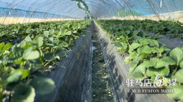 吃貨看過來！每斤35元！駐馬店這一水果新鮮上市......