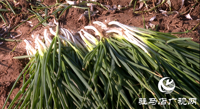泌陽(yáng)縣三門(mén)閘街道五里廟村：產(chǎn)業(yè)發(fā)展“蔥”滿新希望