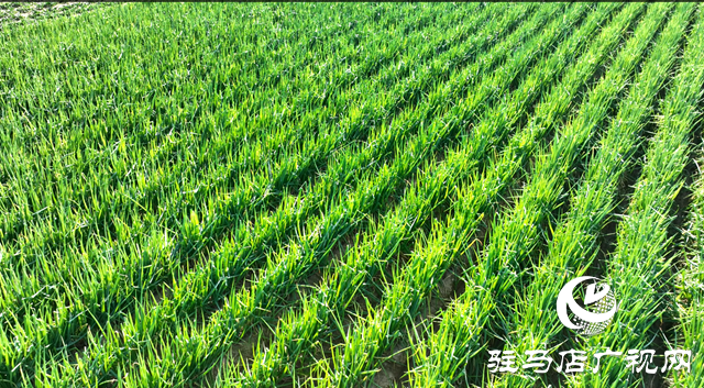 泌陽(yáng)縣三門(mén)閘街道五里廟村：產(chǎn)業(yè)發(fā)展“蔥”滿新希望