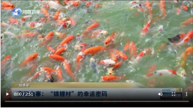 南陽向寨：“錦鯉村”的幸運密碼丨一線調(diào)研