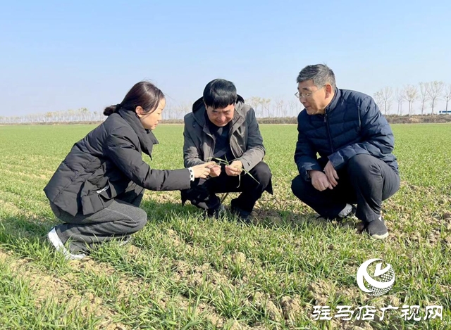 駐馬店：推進(jìn)高標(biāo)準(zhǔn)農(nóng)田建設(shè) 夯實糧食安全根基