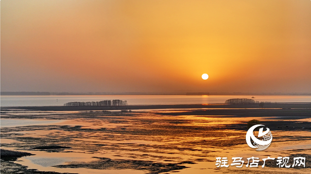 【組圖】壯觀！宿鴨湖迎來(lái)大批天鵝越冬