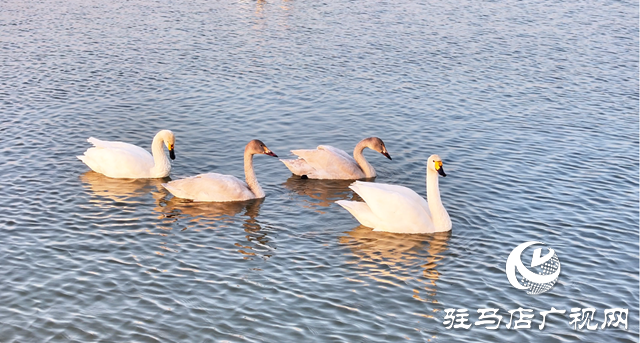 【組圖】壯觀！宿鴨湖迎來(lái)大批天鵝越冬