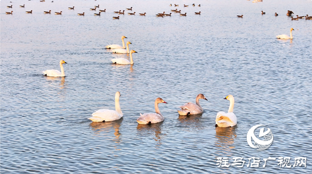 【組圖】壯觀！宿鴨湖迎來(lái)大批天鵝越冬