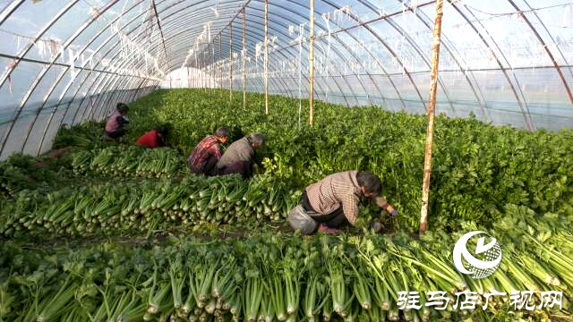 上蔡融媒樂助：芹菜每斤3角錢，量大從優(yōu)!