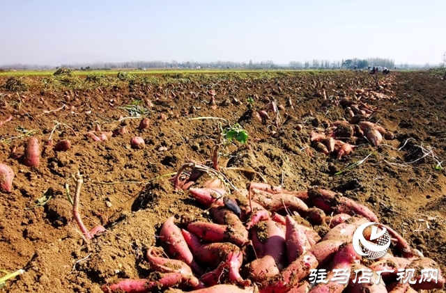 泌陽縣郭集鎮(zhèn)：小粉條做成大產(chǎn)業(yè)，助力農(nóng)民增收致富