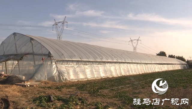 驛城區(qū)：積極應(yīng)對(duì)寒潮來(lái)襲 全力保障蔬菜生產(chǎn)