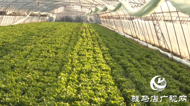 驛城區(qū)：積極應(yīng)對(duì)寒潮來(lái)襲 全力保障蔬菜生產(chǎn)