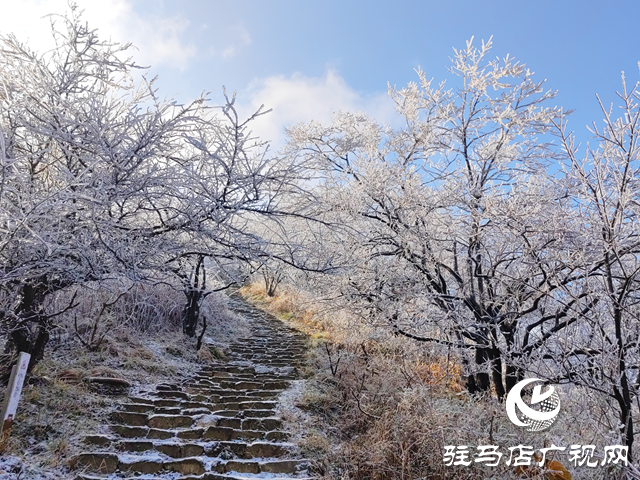 【組圖】駐馬店金頂山：漫山玉樹(shù)瓊枝如夢(mèng)如畫
